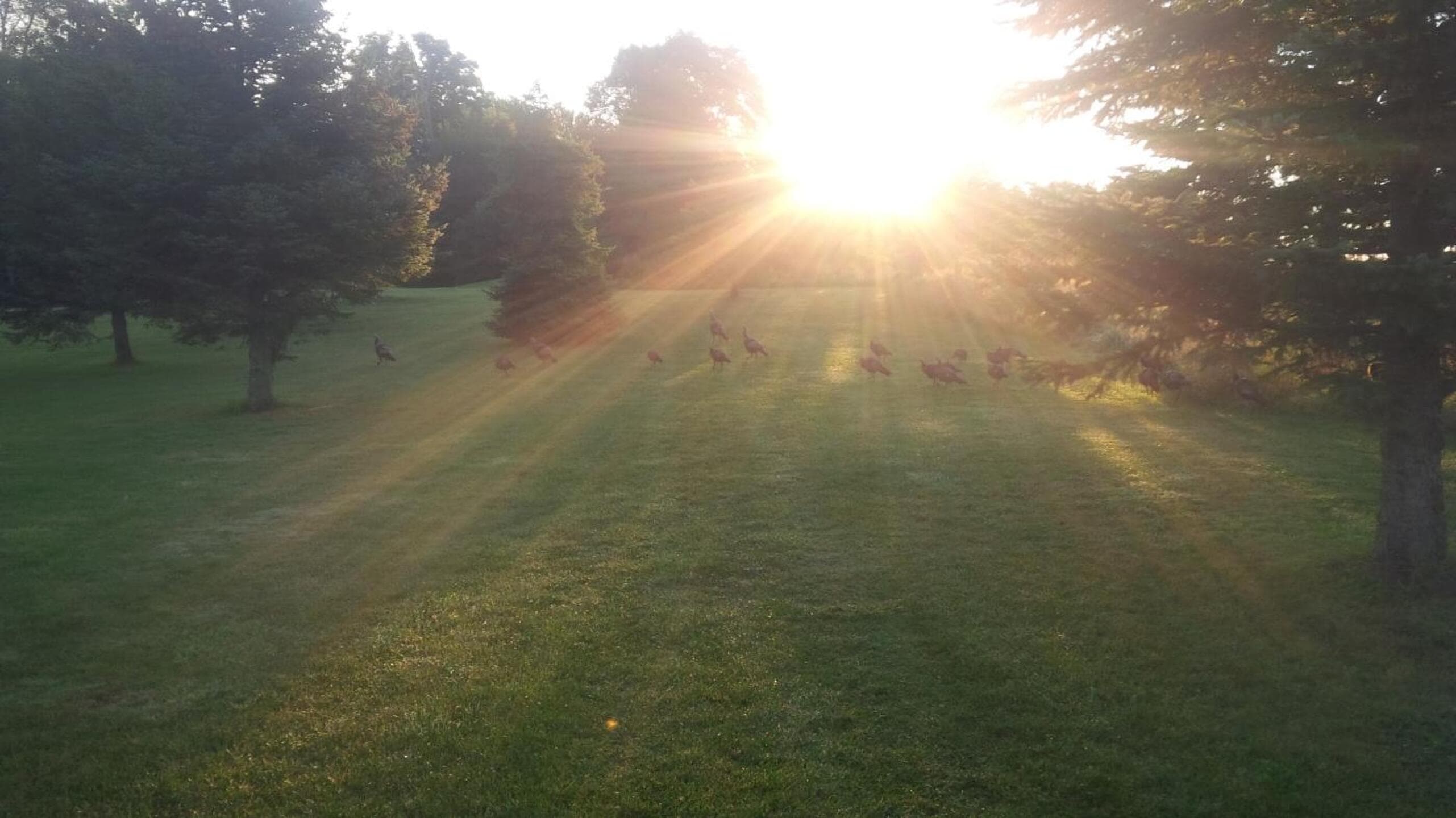 Fox Golf Club — photo 2