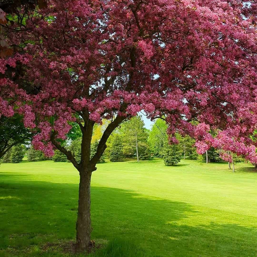 Puslinch Lake Golf Course Ltd. — photo 1