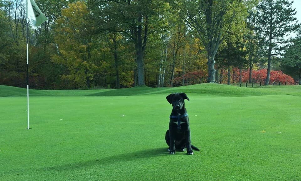 Renfrew Golf Club — photo 1