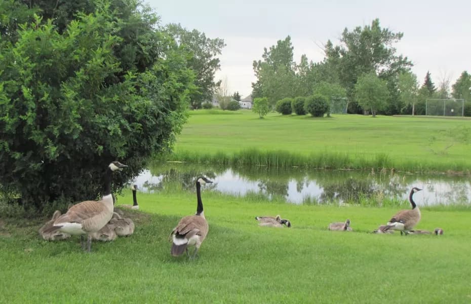 Stettler Golf & Country Club golf course