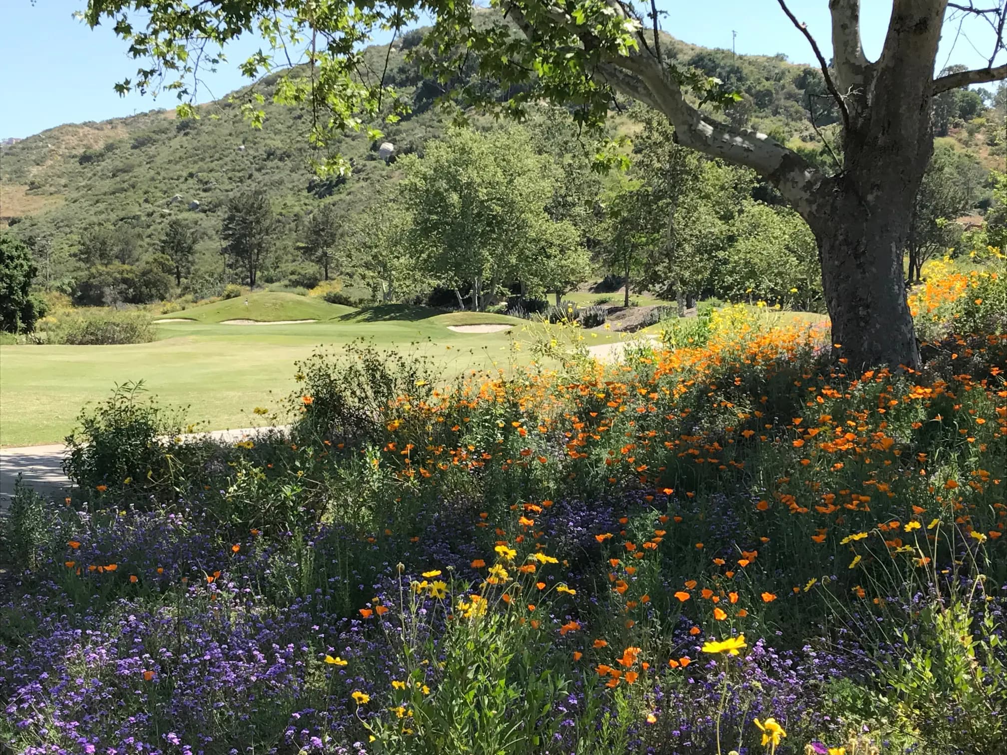 Steele Canyon Golf Club golf course